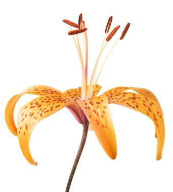 turuncu benekli zambak çiçeği beyaz arka planda izole