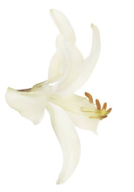 Beyaz arkaplanda izole edilmiş zambak çiçeği