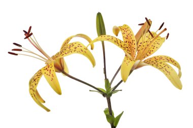 Sarı benekli zambak çiçeği beyaz arka planda izole