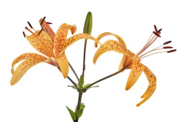 turuncu benekli zambak çiçeği beyaz arka planda izole