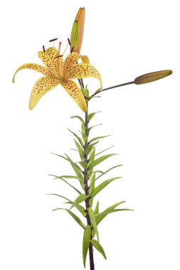 Beyaz arkaplanda izole edilmiş sarı zambak çiçeği