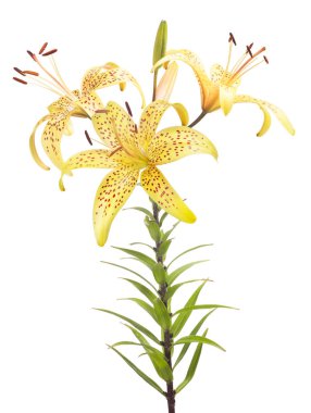 Beyaz arkaplanda izole edilmiş sarı zambak çiçeği