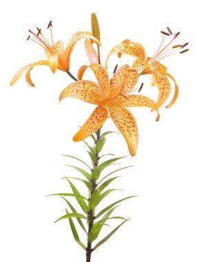 turuncu zambak çiçeği beyaz arkaplanda izole