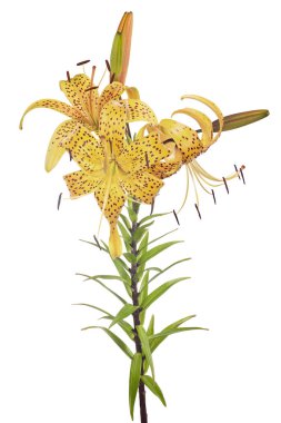 Beyaz arkaplanda izole edilmiş sarı zambak çiçeği