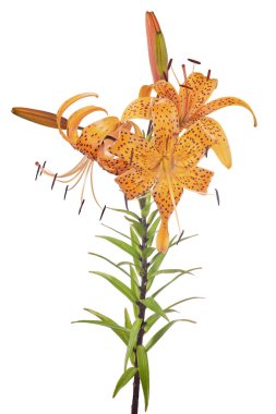 turuncu zambak çiçeği beyaz arkaplanda izole