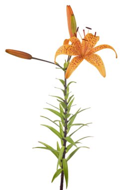 turuncu zambak çiçeği beyaz arkaplanda izole