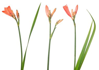 Beyaz arkaplanda kırmızı zambak çiçekleri izole