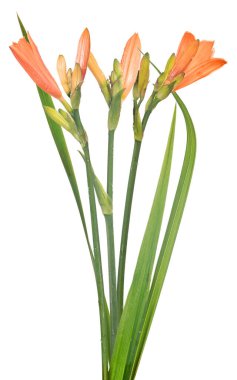 Beyaz arkaplanda kırmızı zambak çiçekleri izole