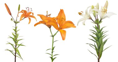 Beyaz arka planda izole edilmiş üç zambak çiçeği