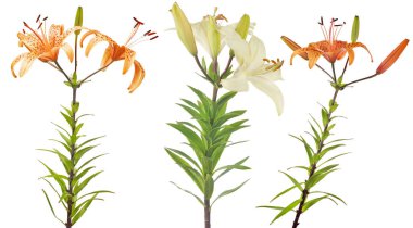 Beyaz arkaplanda izole edilmiş zambak çiçekleri