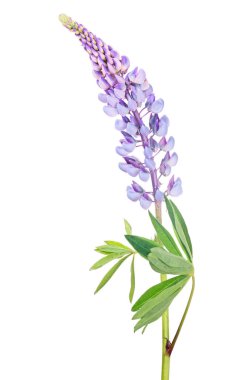 Beyaz arkaplanda izole edilmiş mor lupin çiçeği