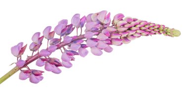 Beyaz arkaplanda izole edilmiş mor lupin çiçeği