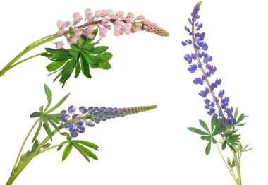 beyaz arka planda izole edilmiş lupin çiçekleri