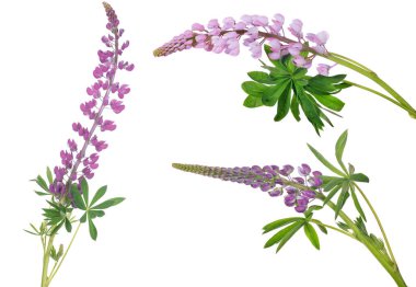 beyaz arka planda izole edilmiş lupin çiçekleri