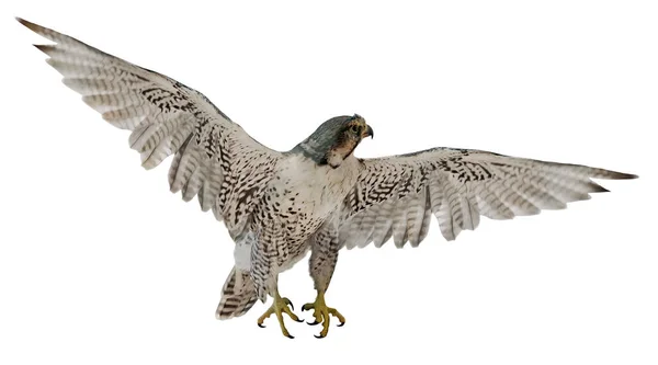 Flying Grey Falcon Isolated White Abckground — Stock Photo, Image