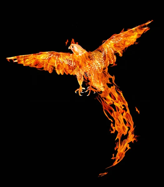 黒い背景に孤立した炎の鷹を飛ばして — ストック写真