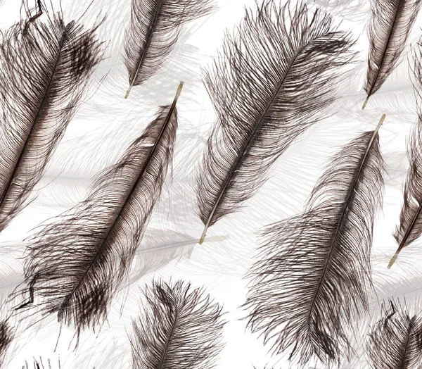 Dark Grey Ostrich Feather Seamless Pattern — Stock Photo, Image