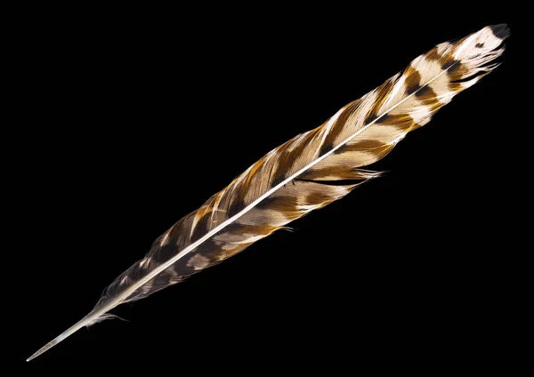 Variegated Falcon Feather Isolated Black Background — Stock Photo, Image