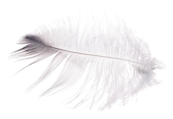 Fluffy Feather Isolated White Background — Stock Photo, Image