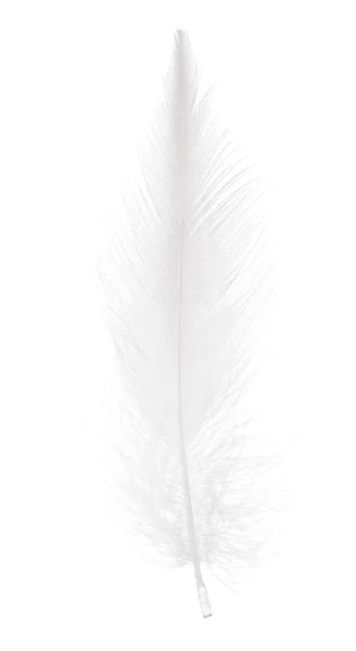 Pluma Esponjosa Aislada Sobre Fondo Blanco —  Fotos de Stock