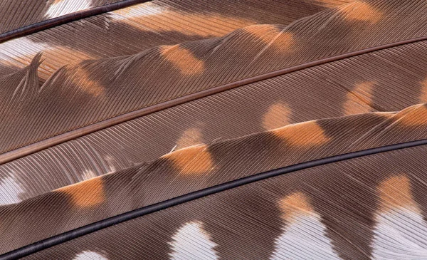 Achtergrond Van Donkerbruine Oranje Veren Close — Stockfoto