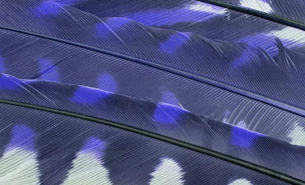 Φόντο Από Σκούρα Μπλε Φτερά Closeup — Φωτογραφία Αρχείου