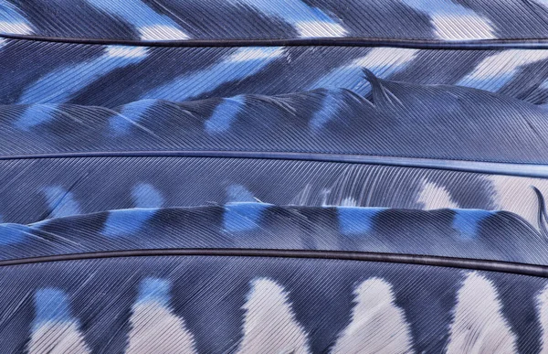 Φόντο Από Κυανό Και Σκούρο Μπλε Φτερά Closeup — Φωτογραφία Αρχείου