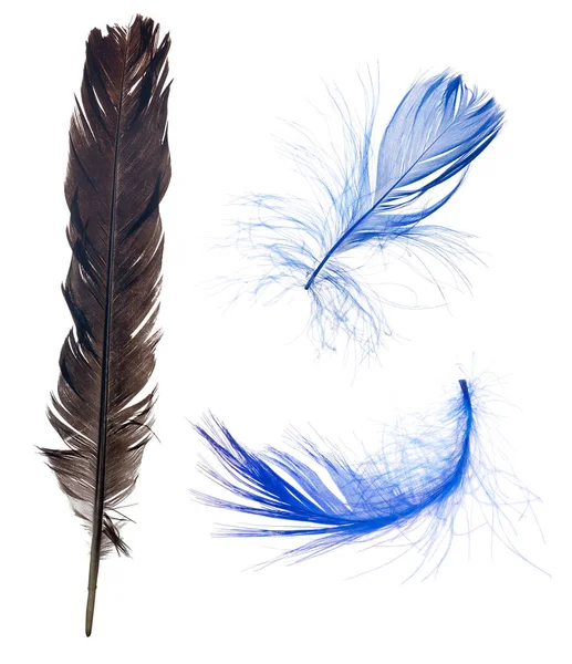 三种颜色的羽毛在白色背景上隔离 — 图库照片