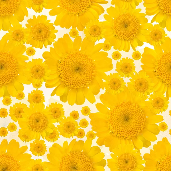 Seamless Background Yellow Flower Blooms — Stock Photo, Image