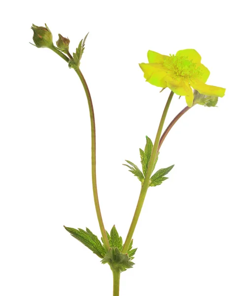 Helder Goud Bloem Geïsoleerd Witte Achtergrond — Stockfoto