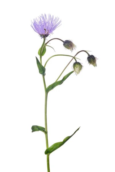 Lilac Small Flower Isolated White Background — Stock Photo, Image