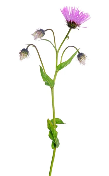 Rosa Kleine Blume Isoliert Auf Weißem Hintergrund — Stockfoto