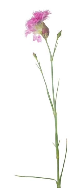 Ροζ Λουλούδι Απομονωμένο Λευκό Φόντο — Φωτογραφία Αρχείου