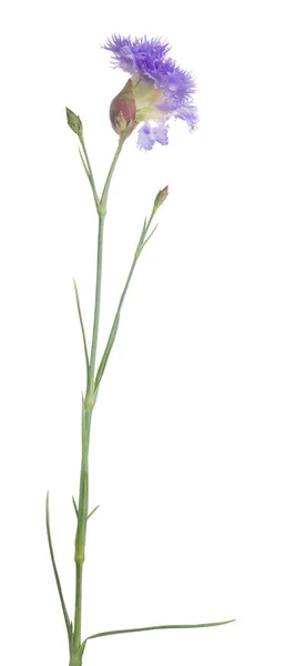 Beyaz Arkaplanda Yalıtılmış Leylak Çiçeği — Stok fotoğraf