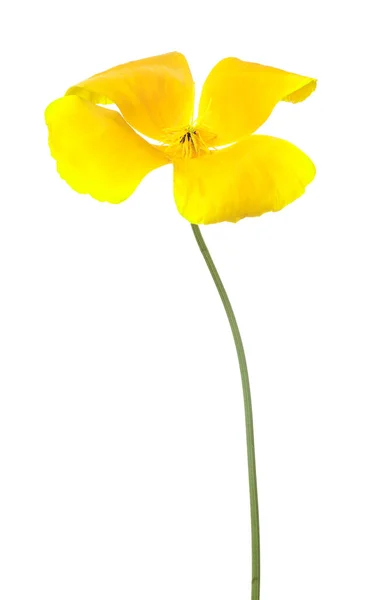 Cor Amarela Brilhante Flor Isolada Fundo Branco — Fotografia de Stock