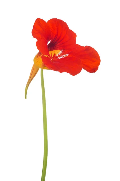 Jasně Červené Nasturtium Květiny Izolované Bílém Pozadí — Stock fotografie