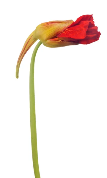 Red Nasturtium Bud Isolated White Background — Stock Photo, Image