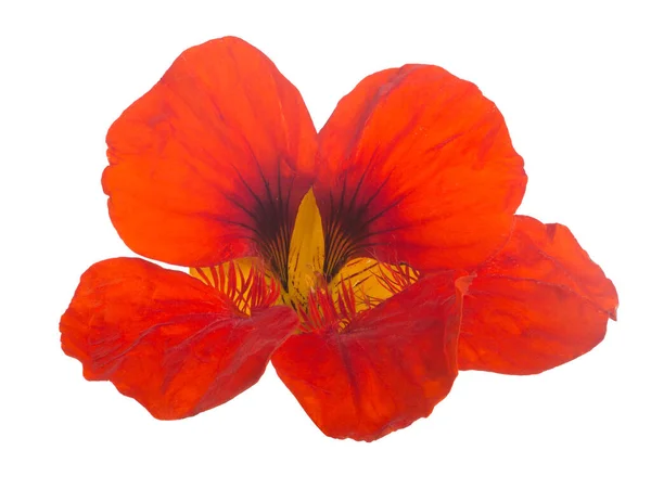Beyaz Arkaplanda Izole Edilmiş Parlak Kırmızı Nasturtium Çiçeği — Stok fotoğraf
