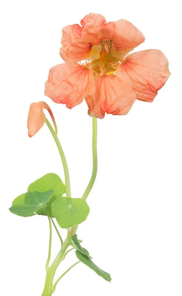 Beyaz Arkaplanda Izole Edilmiş Açık Pembe Nasturtium Çiçeği — Stok fotoğraf