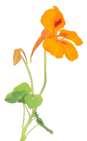 Fleur Nasturtium Rouge Orange Vif Isolée Sur Fond Blanc — Photo