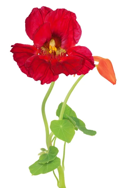Fleur Nasturtium Rouge Foncé Isolée Sur Fond Blanc — Photo
