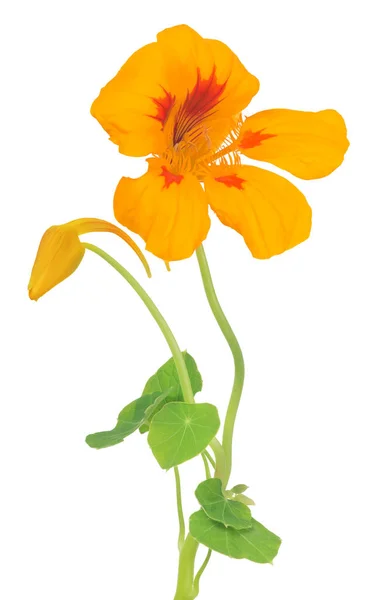 Beyaz Arka Planda Izole Edilmiş Parlak Sarı Kırmızı Nasturtium Çiçeği — Stok fotoğraf