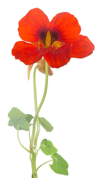 Bright Red Nasturtium Flower Isolated White Background — Stock Photo, Image