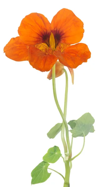 Helder Oranje Nasturtium Bloem Geïsoleerd Witte Achtergrond — Stockfoto