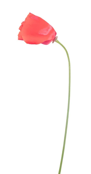 Bright Red Color Flower Isolated White Background — Stock Photo, Image