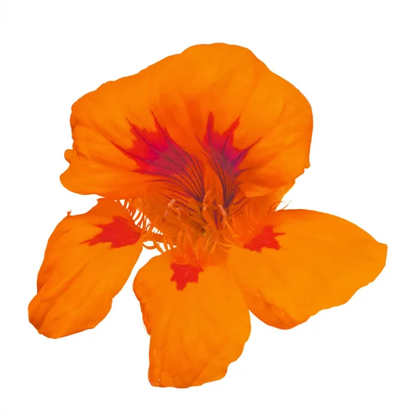 Fleur Nasturtium Rouge Vif Orange Isolée Sur Fond Blanc — Photo