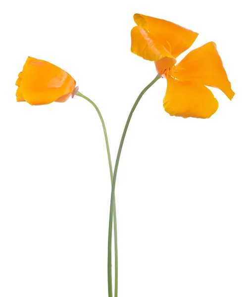 Deux Fleurs Couleur Orange Vif Isolées Sur Fond Blanc — Photo