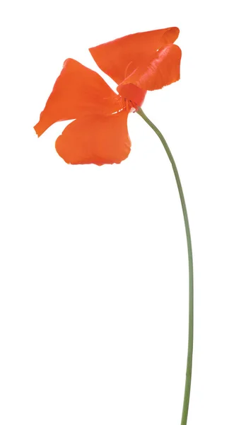 Flor Cor Vermelha Brilhante Isolado Fundo Branco — Fotografia de Stock