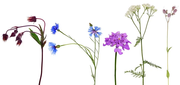 Conjunto Estúdio Isolado Pequenas Flores Silvestres — Fotografia de Stock