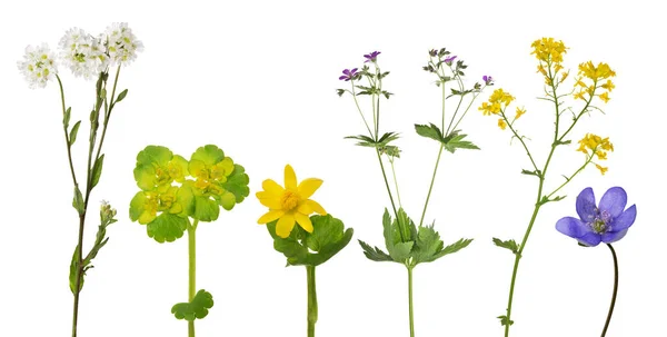 Набір Студійних Ізольованих Маленьких Диких Квітів — стокове фото